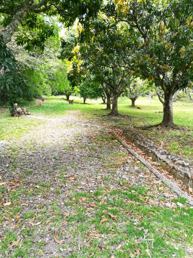 Se Vende Finca Santa Ana 3.1 hectáreas